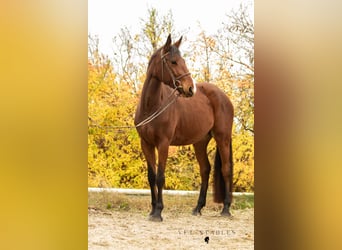 Selle autrichien, Hongre, 4 Ans, 172 cm, Bai