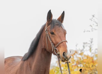 Selle autrichien, Hongre, 4 Ans, 172 cm, Bai