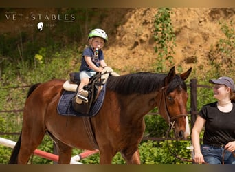 Selle autrichien, Hongre, 4 Ans, 172 cm, Bai