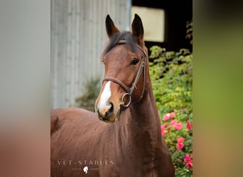 Selle autrichien, Hongre, 4 Ans, 172 cm, Bai
