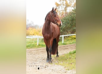 Selle autrichien, Hongre, 4 Ans, 172 cm, Bai