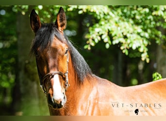 Selle autrichien, Hongre, 4 Ans, 172 cm, Bai