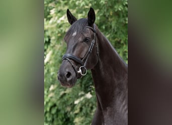 Selle autrichien, Hongre, 4 Ans, 179 cm, Noir