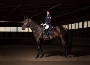 Selle autrichien, Hongre, 4 Ans, 182 cm, Bai brun