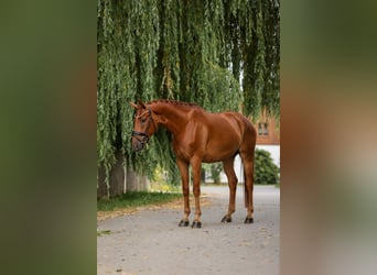 Selle autrichien, Hongre, 5 Ans, 168 cm, Alezan