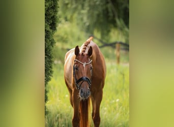Selle autrichien, Hongre, 5 Ans, 168 cm, Alezan