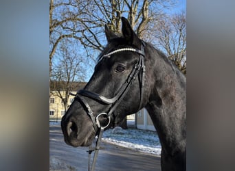 Selle autrichien, Hongre, 5 Ans, 169 cm, Noir