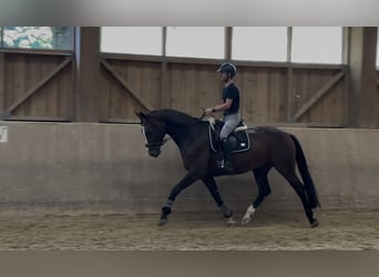 Selle autrichien, Hongre, 5 Ans, 170 cm, Bai