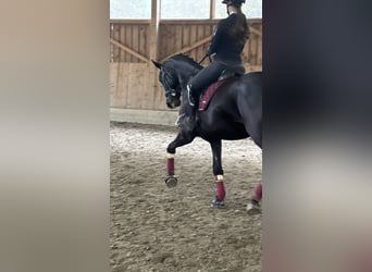 Selle autrichien, Hongre, 5 Ans, 173 cm, Noir