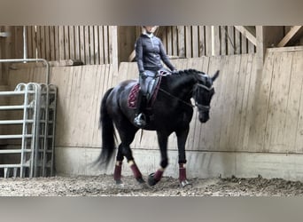 Selle autrichien, Hongre, 5 Ans, 173 cm, Noir