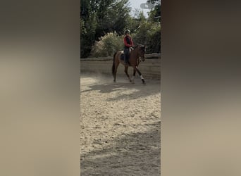 Selle autrichien, Hongre, 5 Ans