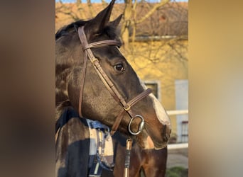 Selle autrichien, Hongre, 6 Ans, 170 cm, Noir