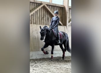 Selle autrichien, Hongre, 6 Ans, 173 cm, Noir