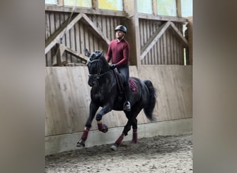 Selle autrichien, Hongre, 6 Ans, 173 cm, Noir