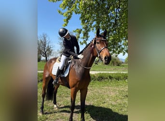 Selle autrichien, Hongre, 6 Ans, 175 cm, Bai