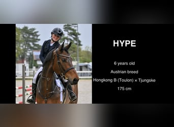 Selle autrichien, Hongre, 6 Ans, 176 cm, Bai