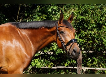 Selle autrichien, Hongre, 6 Ans, 178 cm, Bai