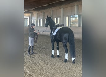 Selle autrichien, Hongre, 6 Ans, Noir