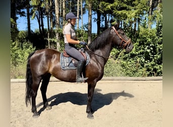 Selle autrichien, Hongre, 8 Ans, 163 cm, Noir