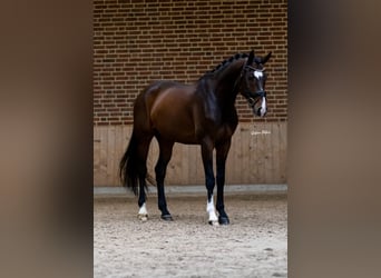 Selle autrichien, Hongre, 8 Ans, 169 cm, Bai
