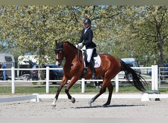 Selle autrichien, Hongre, 8 Ans, 180 cm, Bai