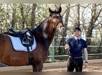 Selle autrichien, Hongre, 9 Ans, 167 cm, Bai