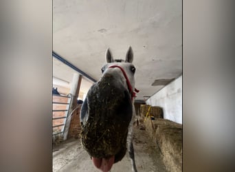 Selle autrichien, Hongre, 9 Ans, 172 cm, Gris pommelé