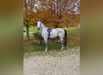 Selle autrichien, Hongre, 9 Ans, 172 cm, Gris pommelé