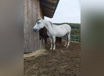 Selle autrichien, Jument, 10 Ans, 155 cm, Gris moucheté