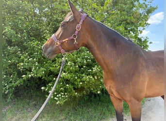 Selle autrichien, Jument, 10 Ans, 165 cm, Bai