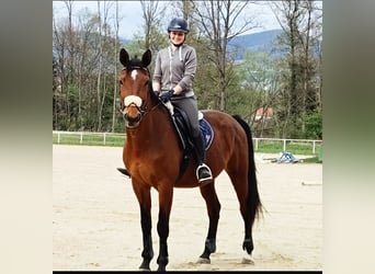 Selle autrichien, Jument, 10 Ans, 170 cm, Bai