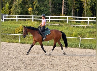 Selle autrichien, Jument, 10 Ans, 173 cm, Bai