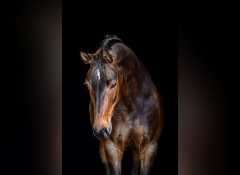 Selle autrichien, Jument, 10 Ans, Bai brun foncé