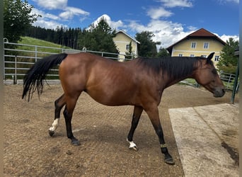 Selle autrichien, Jument, 11 Ans, 160 cm, Bai