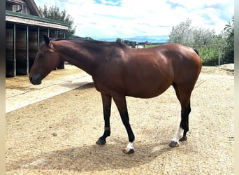 Selle autrichien, Jument, 11 Ans, 160 cm, Bai