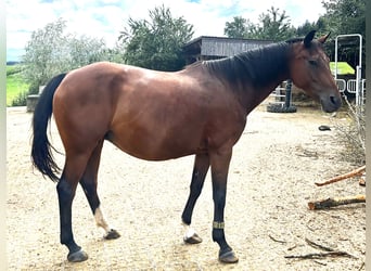 Selle autrichien, Jument, 11 Ans, 160 cm, Bai