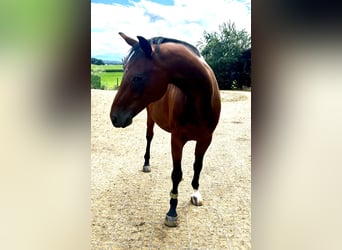 Selle autrichien, Jument, 11 Ans, 160 cm, Bai