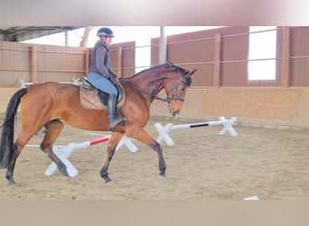 Selle autrichien, Jument, 11 Ans, 172 cm, Bai