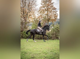 Selle autrichien, Jument, 11 Ans, 173 cm, Bai