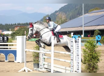 Selle autrichien, Jument, 11 Ans, 173 cm