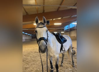 Selle autrichien, Jument, 11 Ans, 173 cm, Gris