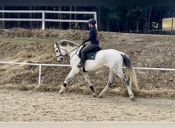 Selle autrichien, Jument, 13 Ans, 170 cm, Gris