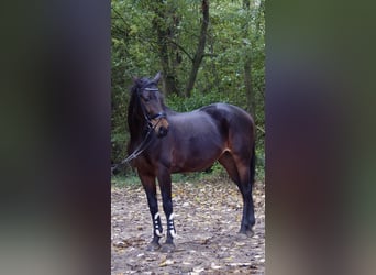 Selle autrichien, Jument, 14 Ans, 168 cm, Bai