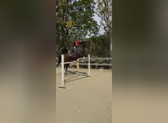 Selle autrichien, Jument, 18 Ans