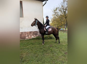Selle autrichien, Jument, 18 Ans