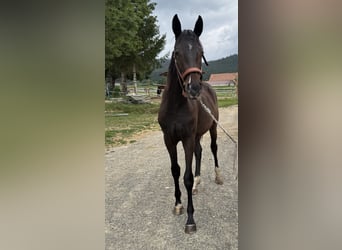 Selle autrichien, Jument, 1 Année, 165 cm, Bai brun foncé