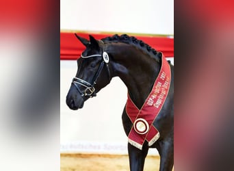 Selle autrichien, Jument, 1 Année, 170 cm, Bai brun