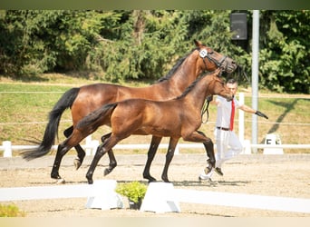 Selle autrichien, Jument, 1 Année, 170 cm, Bai