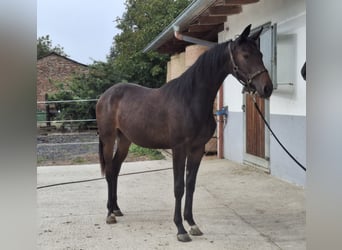 Selle autrichien, Jument, 1 Année