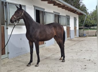 Selle autrichien, Jument, 1 Année